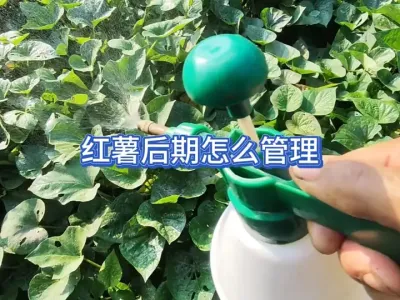 红薯要想产量高到了后期做好这些管理事半功倍，收获的时候有惊喜 #三农 #新农人计划 #农村生活 #原创视频 #种植小技巧 