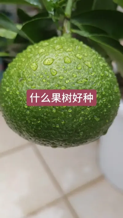 楼顶种什么果树好，什么果树好种，盆栽种什么果树#盆栽果树 #脆皮金桔 #楼顶果园 #果树盆栽 #家庭种植
