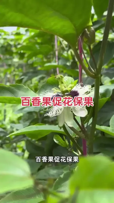 百香果促花保果#百香果种植 #百香果种植技术 #黄金百香果种植技术 #百香果 #浩伟方