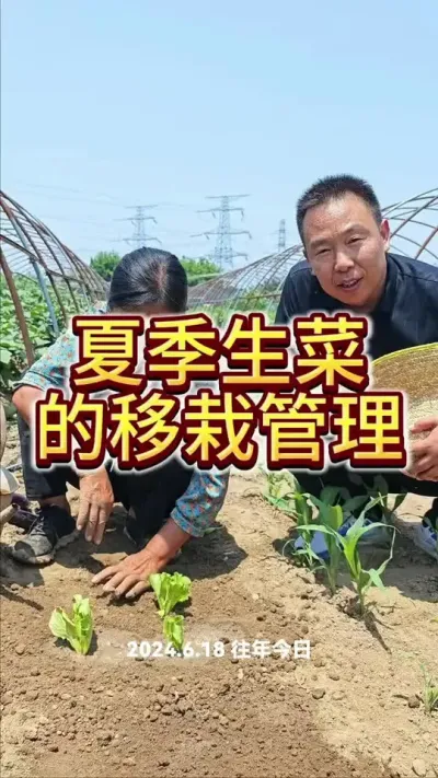 #三农 #三农知识分享 #蔬菜种植