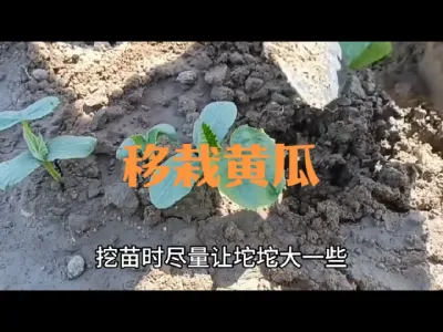 移栽黄瓜注意事项#黄瓜