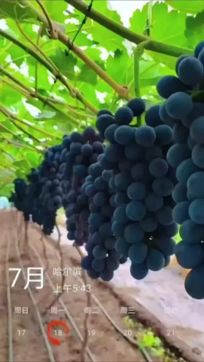 #关注三农 #抖音助农 #一份耕耘一份收获 #现场实拍 #被一串葡萄美到了