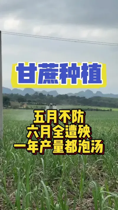 甘蔗五月不防，六月全遭殃，一年产量全泡汤#三农 #甘蔗种植 #甘蔗施肥方法 #甘蔗病虫害防治