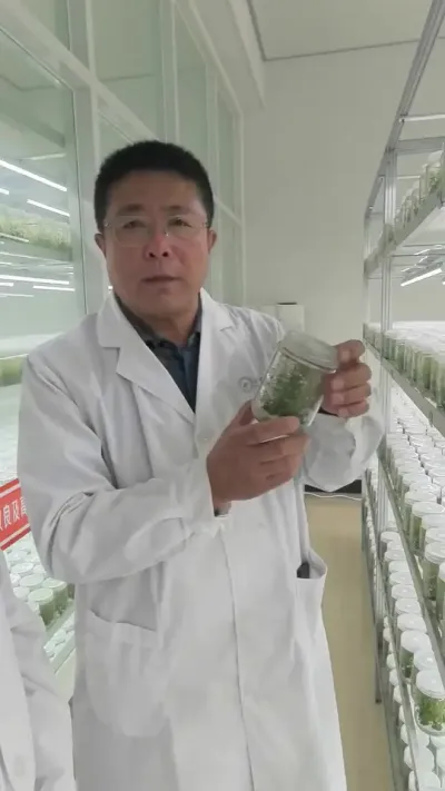 组培快繁苗木的技术关键点