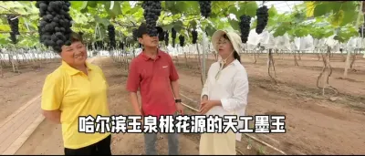 天工墨玉葡萄在哈尔滨的表现#葡萄种植 #优质农产品 #强烈推荐