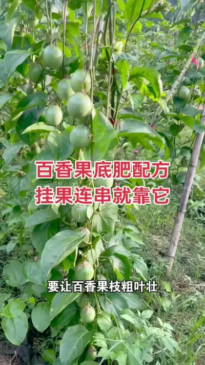 百香果底肥配方#百香果种植 #百香果种植技术 #黄金百香果种植技术 #百香果 #浩伟方