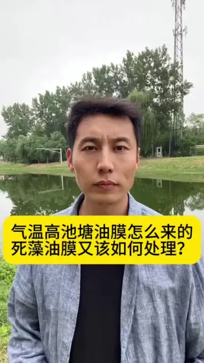 气温高池塘油膜怎么来的？死藻油膜又该如何处理？#水产养殖技术 #对虾养殖 #土塘养虾 #养虾人 #创作灵感