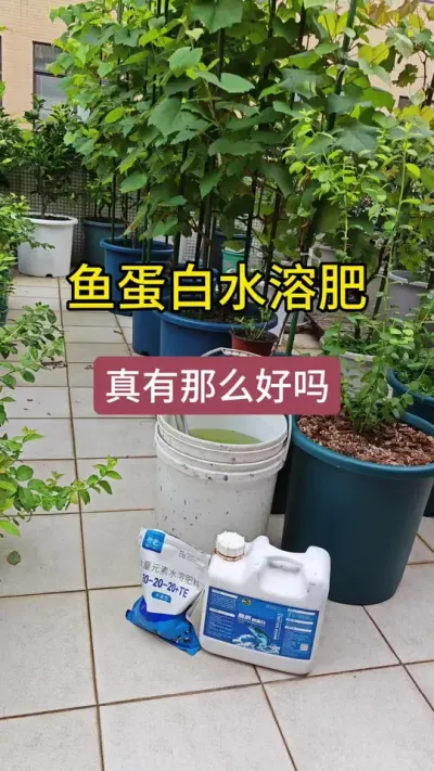 鱼蛋白有什么作用，生根养根用什么肥，种葡萄用什么肥，蓝莓施肥过程#葡萄种植 #蓝莓种植#蓝莓苗 #鱼蛋白水溶肥 #鱼蛋白