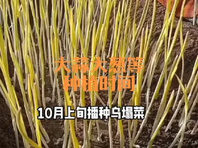 分享大蒜大葱等十几种蔬菜的种植时间