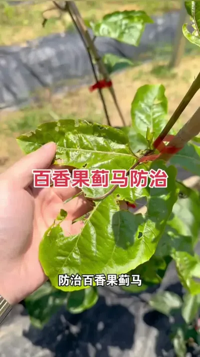 百香果蓟马防治#百香果种植 #百香果种植技术 #百香果 #黄金百香果 #浩伟方