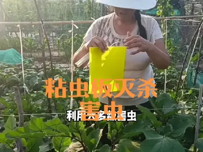 如何用粘虫板灭杀害虫#黃色粘虫板