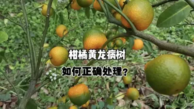 柑橘黄龙病如何科学正确的砍除？ #农业种植 #柑橘种植 #果树管理 #黄龙病 #三农 