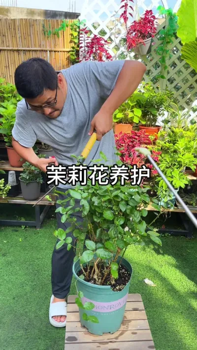 茉莉花繁殖养护方法  #花卉绿植 #养花小知识