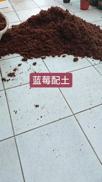 种蓝莓用什么土，蓝莓的配土，新手这么种蓝莓#蓝莓配土 #蓝莓基质 #蓝莓专用 #蓝莓种植 #种蓝莓