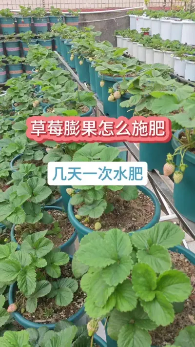 草莓的养护方法，草莓的养护过程，新手怎么种草莓，种草莓怎么施肥，草莓膨大施什么肥 #种草莓 #草莓苗 #草莓施肥 #草莓养护方法 #盆栽草莓