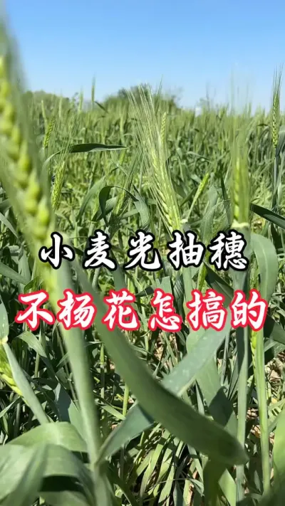抽穗不开花咋回事#老百姓关心的话题 #分享农业知识帮农民增产增收