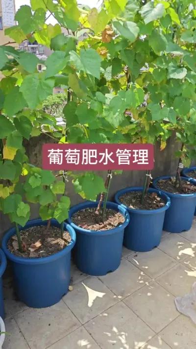 葡萄的养护过程，葡萄的水肥管理，种葡萄怎么施肥浇水#葡萄种植 #葡萄苗 #种葡萄 #葡萄施肥 #盆栽葡萄