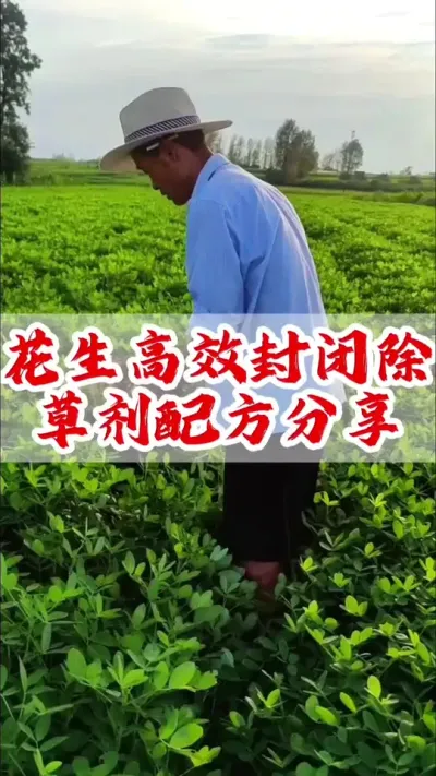 花生封闭除草剂配方分享#除草剂 #分享农业知识帮农民增产增收 #传播农业小知识 #花生 #小麦