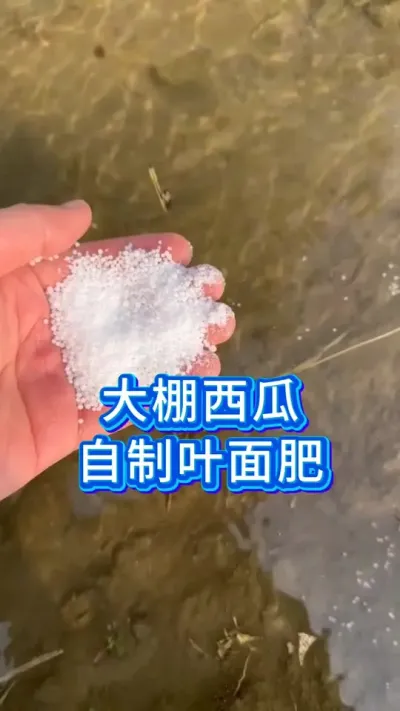 西瓜种植自制叶面肥 #西瓜种植 #大棚西瓜 #西瓜种植技术 #西瓜管理 #三农