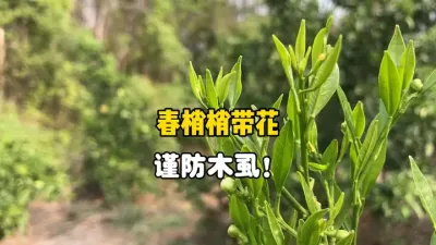 春梢梢带花,别忽视了柑橘木虱的存在 #农业 #三农 #柑橘 #木虱 #果树管理 