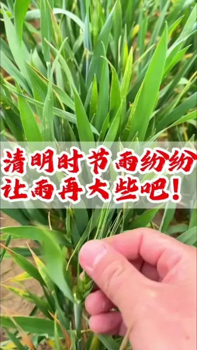 清明时节雨纷纷，小麦旱了，让今天的雨再大些吧！#小麦 #分享农业知识帮农民增产增收 #小麦种植管理技术 #传播农业小知识 #河南小麦