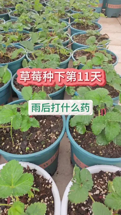 草莓种植方法，新手怎么种草莓，草莓的养护过程，种草莓怎么管理#草莓苗 #种草莓 #盆栽草莓 #草莓种植 #草莓管理