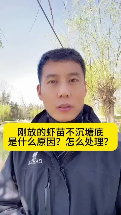 刚放的虾苗不沉塘底是什么原因？怎么处理？#南美白对虾 #冬棚养虾 #高位池养殖 #小棚养虾 #创作灵感
