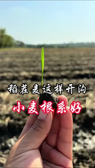稻茬麦这样开沟，对小麦根系好#分享农业知识帮农民增产增收 @田野风（中海精选团队）