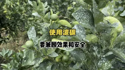 柑橘打波碳合剂，要兼顾效果和安全性 #三农 #农业种植 #柑橘种植 #波尔多液 #农技推广 