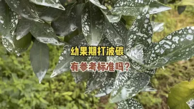 柑橘幼果期喷波碳合剂，有什么参考标准？ #柑橘溃疡病 #农业 #三农 #波碳 #波尔多液 