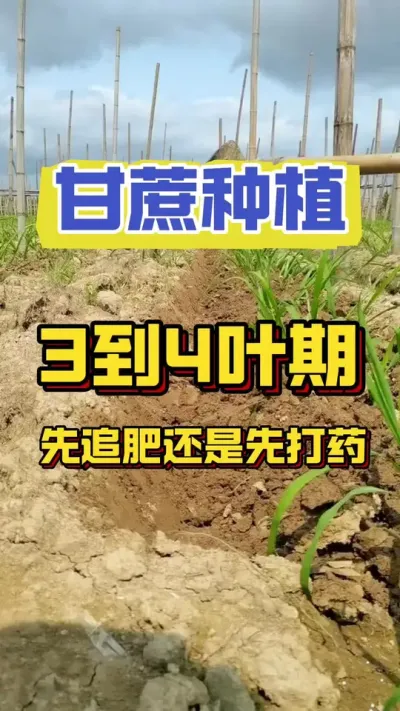 甘蔗长到3到4片叶子的时候，是先施肥还是先打药#甘蔗种植 #甘蔗施肥技巧#甘蔗高产