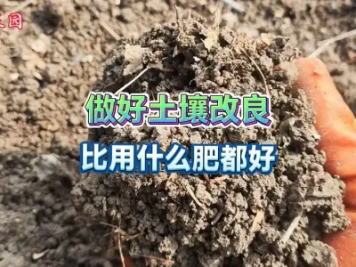 要想蔬菜作物根系长的好，酥松透气的土壤最重要！不花钱也能做到 #三农 #蔬菜种植 #土壤改良 #种菜小技巧 #大自然的馈赠 