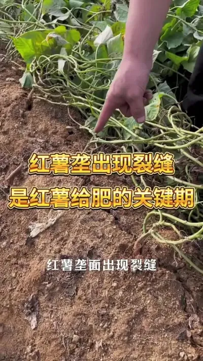 红薯垄面出现裂缝时，是红薯给肥的关键期#红薯 #农业种植 #红薯高产 #红薯种植