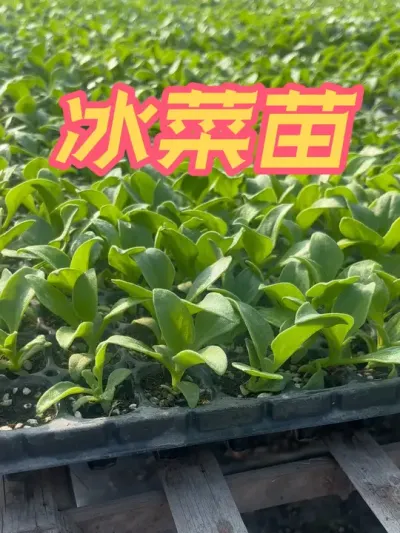 大叶冰菜苗 每日发货的大叶冰菜苗，喜欢的朋友抓紧种植起来吧#关注我一起学种菜 #冰菜 #记录我的种植生活 #三农