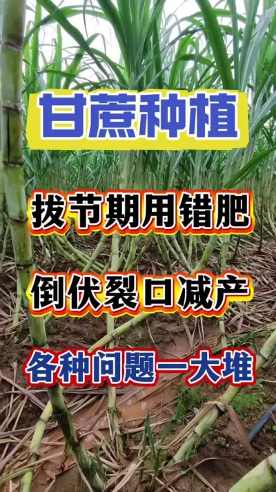 甘蔗拔节期用错肥，倒伏裂口减产各种问题一大堆#甘蔗种植#甘蔗施肥#甘蔗