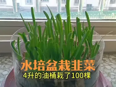 如何水培盆栽#盆栽韭菜