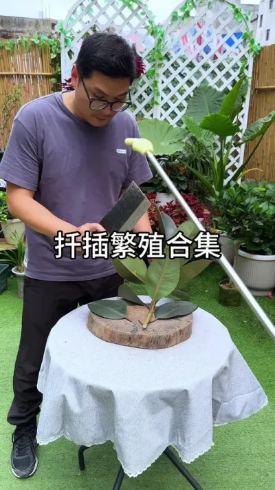 扦插合集#花卉绿植 #种植小技巧