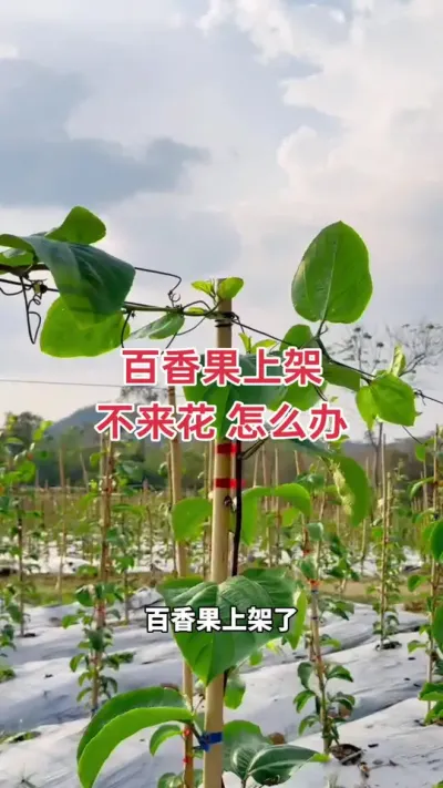 百香果上架迟迟不来花，怎么办？#钦蜜9号百香果 #黄金百香果 #百香果 #种百香果 #百香果种植技术