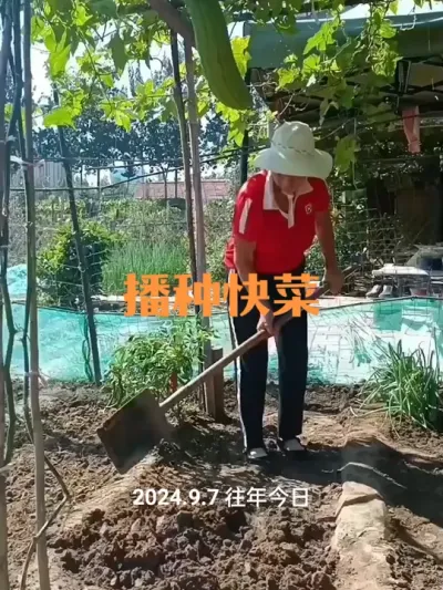 播种奶油快菜（二四年）