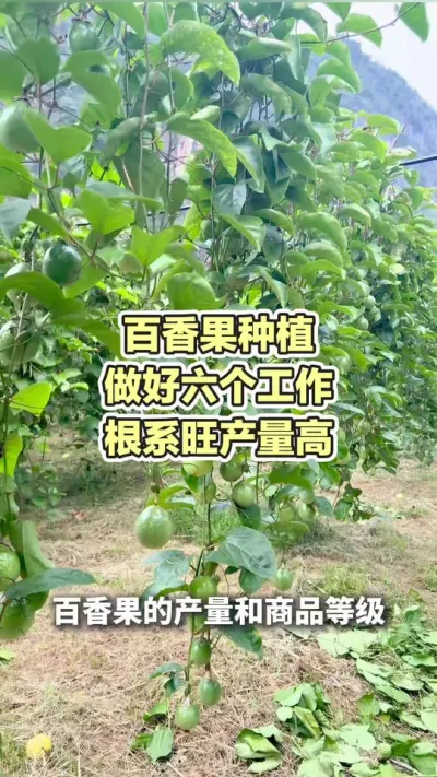 百香果种植根系旺产量高#百香果种植 #百香果种植技术管理 #黄金百香果种植技术 #黄金百香果 #浩伟方