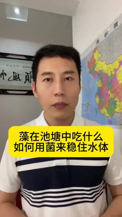 藻在池塘中吃什么？如何用菌来稳住水体？#抖音美好丰收节 #抖音新农人#丰收中国2025 #水产养殖 #创作灵感