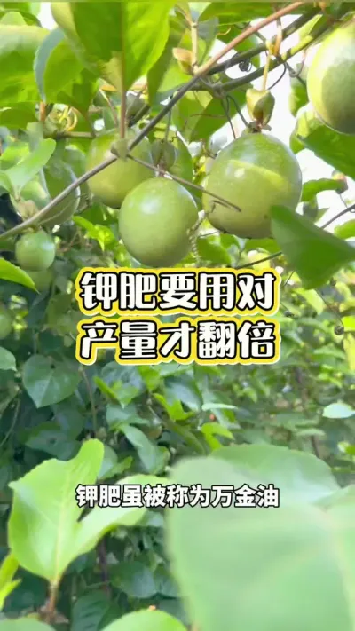 百香果钾肥用对产量翻倍#百香果种植 #百香果种植技术 #黄金百香果种植技术 #百香果 #浩伟方