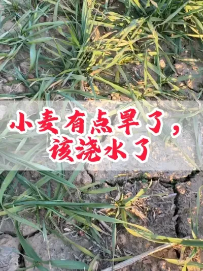 小麦较旱的可以浇越冬水。#农业 #田间地头走一走 #小麦 #农业技术推广 #农村生活