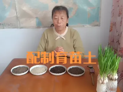 蔬菜育苗如何配制营养土#育苗土