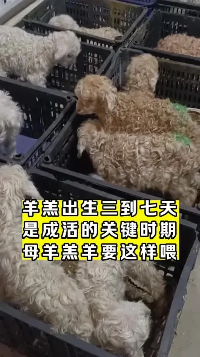 羔羊瘫软了原因#牛羊养殖 #养殖场专用 #厂家直发品质保证 #超便宜超划算 #畜牧养殖