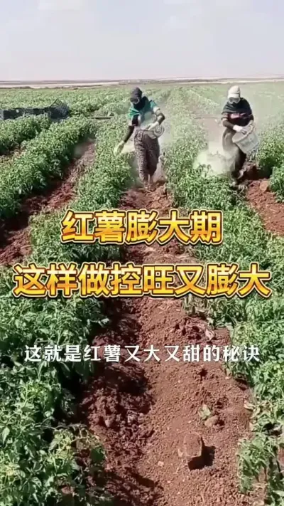 红薯膨大期，一定要这样做，膨大的同时又控旺#红薯种植 #红薯膨大期 #农业种植 #红薯 #红薯高产