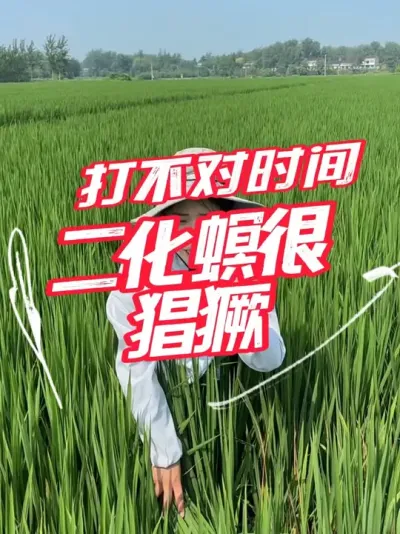 二化螟打药时间很关键#分享农业知识帮农民增产增收 #老百姓关心的话题