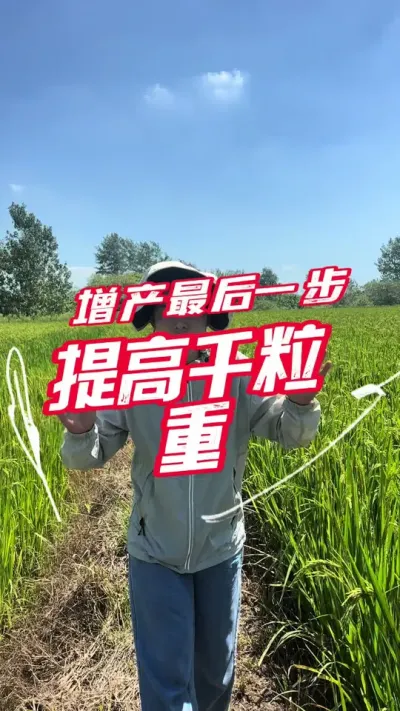 产量三要素，怎么让你的产量更高，就是现在攻千粒重#分享农业知识帮农民增产增收 #老百姓关心的话题