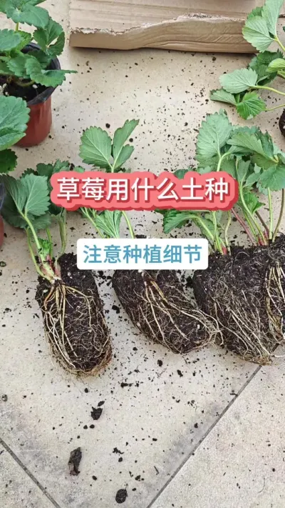 草莓的种植过程，种草莓用什么土，草莓的种植方法 #种草莓 #草莓苗 #草莓 #盆栽草莓 #草莓种植