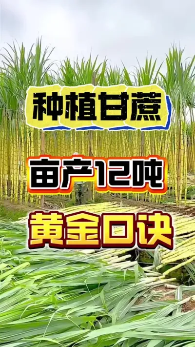 想让甘蔗产量高，这个口诀要记牢#甘蔗种植 #增产增收小配方 #甘蔗的种植方法